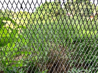 green grass and and metal fence.