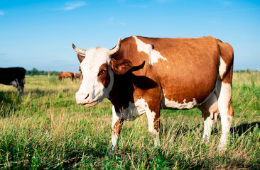 A beautiful cow grazes in the summer on a green meadow. It is white and brown in color. On a blurred background of a field and a blue sky
