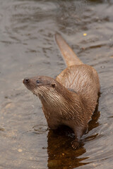 Otter in the water. Closeup of an animal.