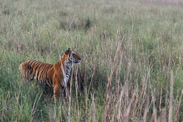 Tiger in Jungle of Corbett National Park