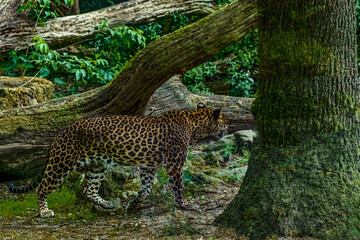 Gepard im Tierpark