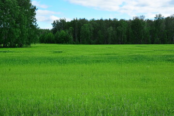 beautiful outdoor wallpaper. thick bright juicy green grass stalks in summer meadow on background of forest and blue sky with white clouds