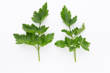 Bio parsley leaf on white background.