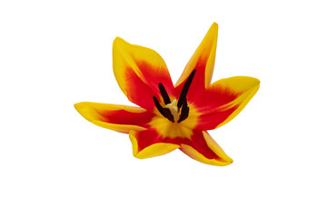 Obraz premium Red tulip flower head isolated on white background.