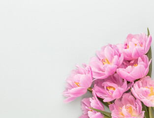 Pink tulip flowers on pastel background.