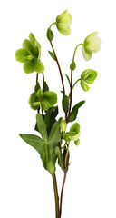 Green hellebore flowers, buds and leaves isolated
