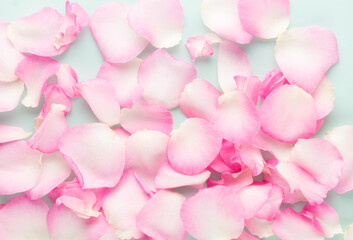 Rose flowers petals on pastel background. Valentines day background. Flat lay, top view, copy space.