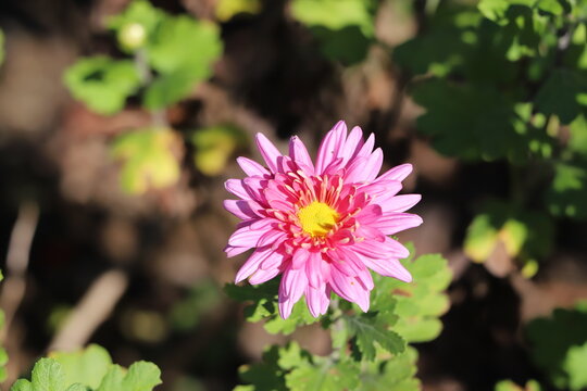 西洋菊 Images Browse 68 Stock Photos Vectors And Video Adobe Stock