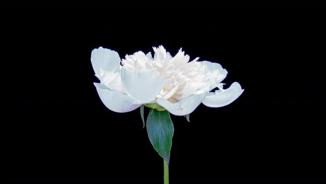 A beautiful white peony bloomed on a black background. Blooming peony flower open, time lapse, close-up. Wedding background, Valentine's day concept. Timelapse video 4K UHD.