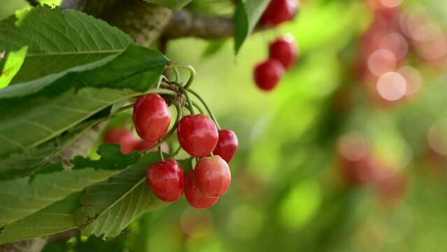 Ripe red cherry fruit bunch on the branch in orchard