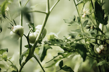 Unripe tomato on a branch in a greenhouse