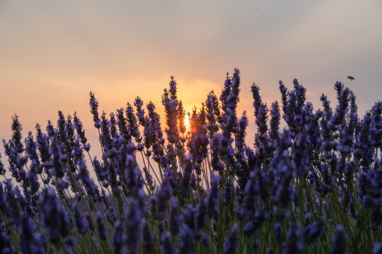 lavender fields in brihuega, spain. sunset in the lavender fields. © servando