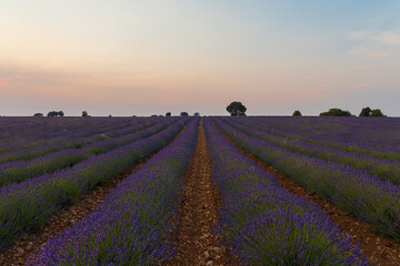 Naklejka premium lavender fields in brihuega, spain. sunset in the lavender fields.