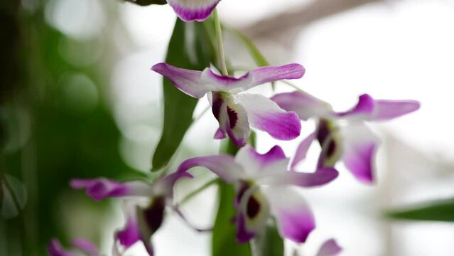 Blooming beautiful orchid flowers in a tropical greenhouse, nature and gardening 4k video