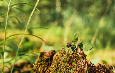 Red ants run on an old stump, a blueberry bush against the backdrop of a forest. Green forest...