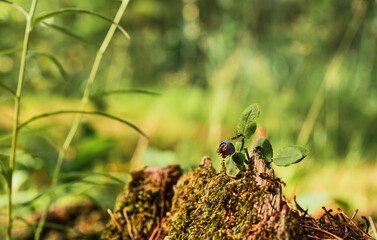 Red ants run on an old stump, a blueberry bush against the backdrop of a forest. Green forest background with free space copy. The idea of the ecosystem of nature, care for the well-being of ecology