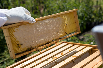Beekeeper holds bee hive frame in hand full with honey on a summer day. Bees capping the honey on a...