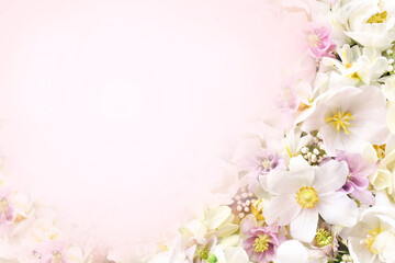 Naklejka na ściany i meble Blossoming spring anemone flowers festive background, bright springtime bouquet floral card, selective focus