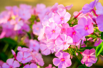 phlox flowers grow on a bed in the garden, cultivation of flowers concept