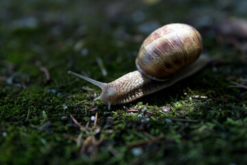 Snail in dark forest crawls on the moss on a summer day. And with the sun shining down as a beam of light on a snail. Animal background. Close up