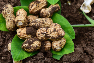 Fresh peanuts plants with roots, peanut, raw food in the farm