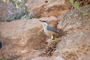 bird