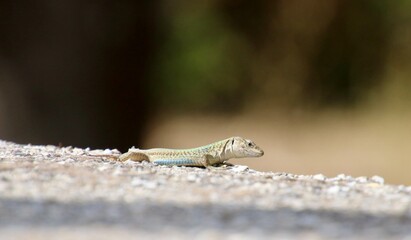 lizard on a rock