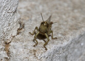 grasshopper on the stone