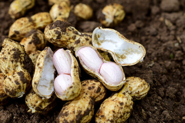 Fresh peanuts plants with roots, peanut, raw food in the farm