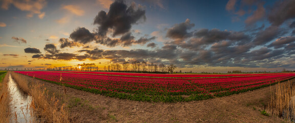 Tulipanowe pole © Andrzej