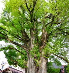 樹齢1200年を超える飛騨国分寺の大イチョウ（岐阜県高山市）