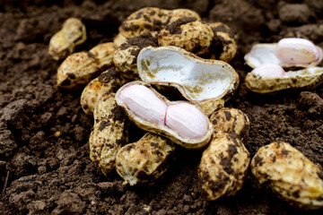 Fresh peanuts plants with roots, peanut, raw food in the farm
