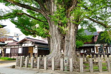 樹齢1200年を超える飛騨国分寺の大イチョウ（岐阜県高山市）