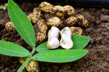 Fresh peanuts plants with roots, peanut, raw food in the farm