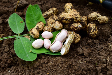 Fresh peanuts plants with roots, peanut, raw food in the farm