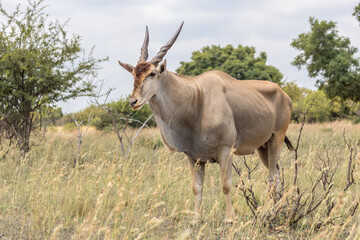 Common Eland