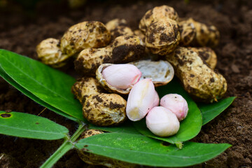Fresh peanuts plants with roots, peanut, raw food in the farm