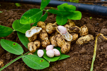 Fresh peanuts plants with roots, peanut, raw food in the farm