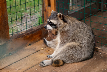 Cute raccoon sits near wooden fence