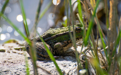 The green frog on the grass.