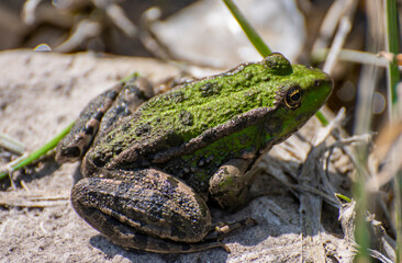 The green frog on the grass.