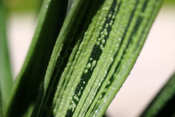Gasteria batesiana 'Little Warty' 