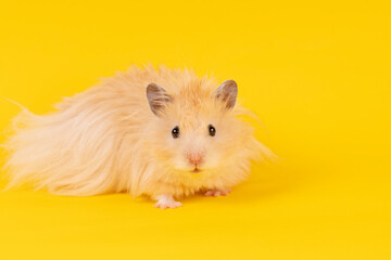fluffy angora hamster on a yellow background