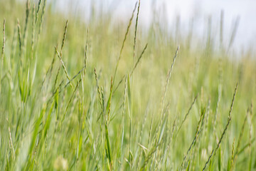 Green grass background. Grass bokeh background.
