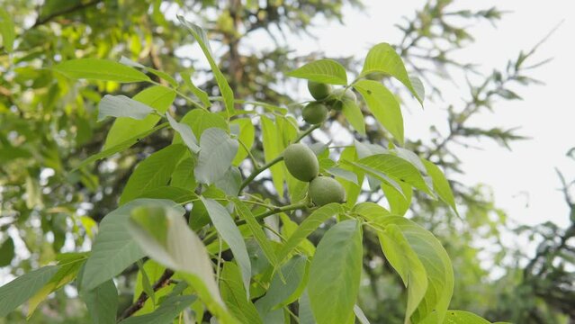 Green unripe walnut hang on a branch. Raw walnut in a green nutshell. 