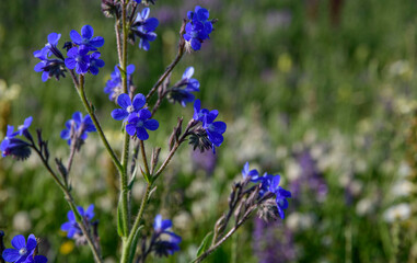 Lavender flowers in the garden