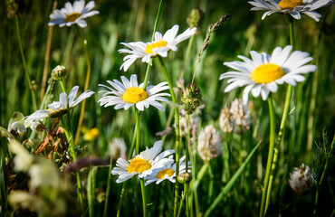 Beautiful daisies in a green meadow.
