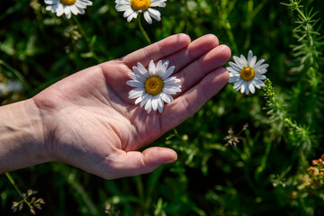 Beautiful daisies in woman the hand