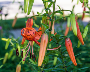 the multiple phases of tiger lilies in the front garden