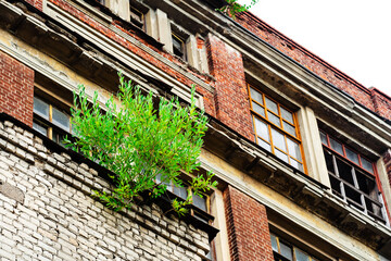 A tree sprouted on the facade of an old building. Foreground. selective focus